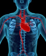 Malattie delle valvole cardiache, ignorate dalla popolazione. Al via settimana europea